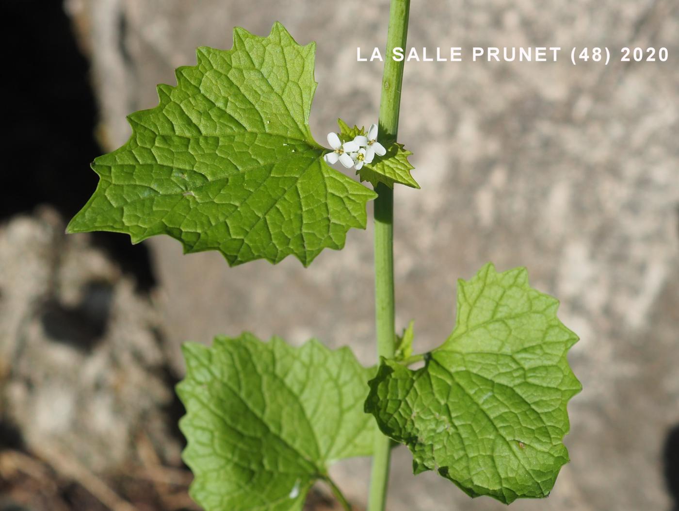 Garlic mustard leaf